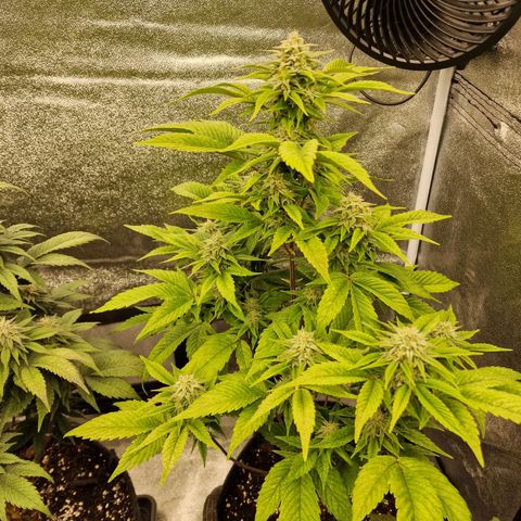 Fat Bastard growlog timeline photo
