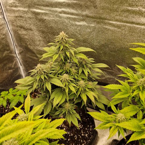 Fat Bastard growlog timeline photo