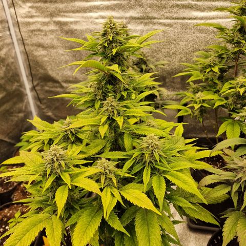 Fat Bastard growlog timeline photo