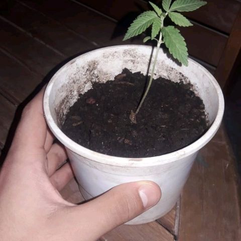 007 growlog timeline photo