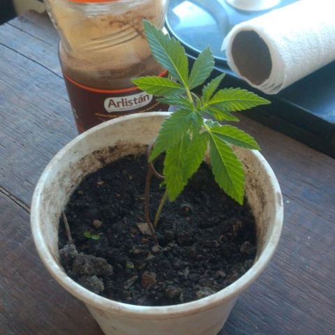 007 growlog timeline photo