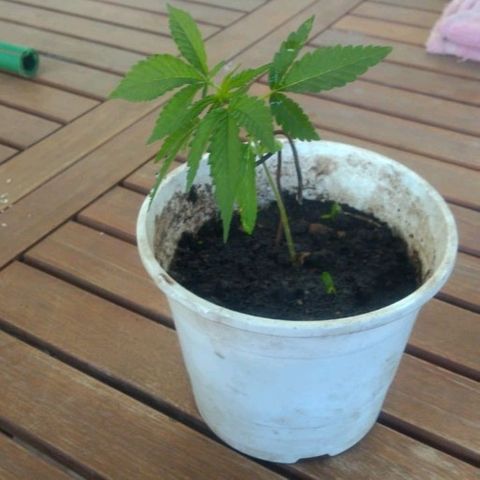 007 growlog timeline photo