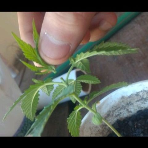 007 growlog timeline photo