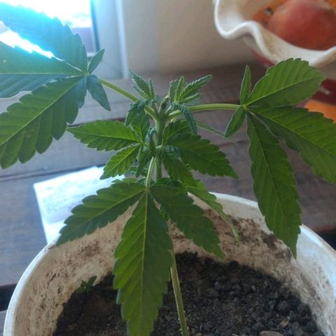 007 growlog timeline photo
