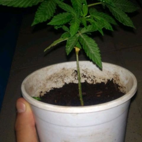 007 growlog timeline photo