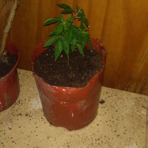 007 growlog timeline photo