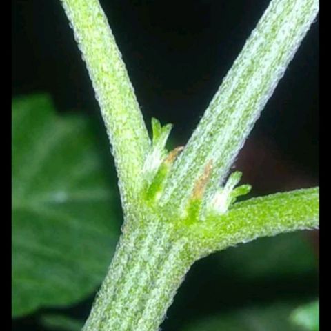 007 growlog timeline photo