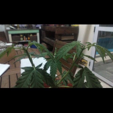007 growlog timeline photo