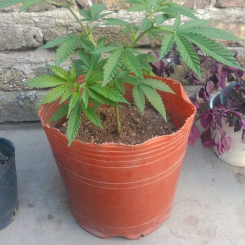 007 growlog timeline photo