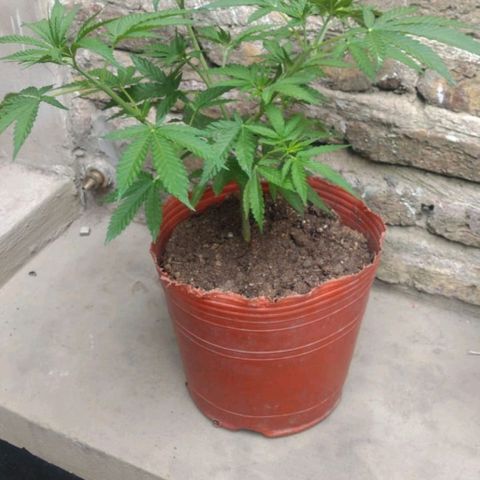 007 growlog timeline photo