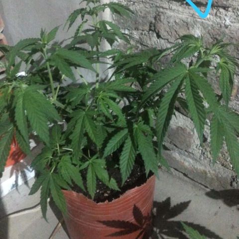 007 growlog timeline photo
