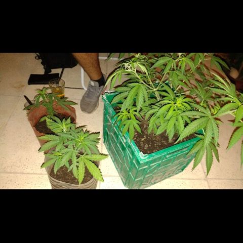 007 growlog timeline photo