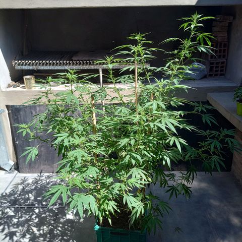 007 growlog timeline photo