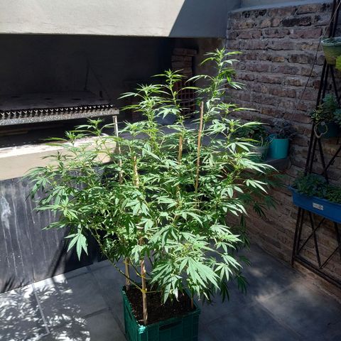 007 growlog timeline photo
