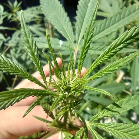007 growlog timeline photo