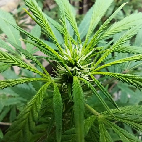 007 growlog timeline photo