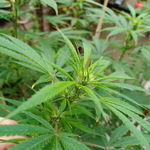 007 growlog timeline photo
