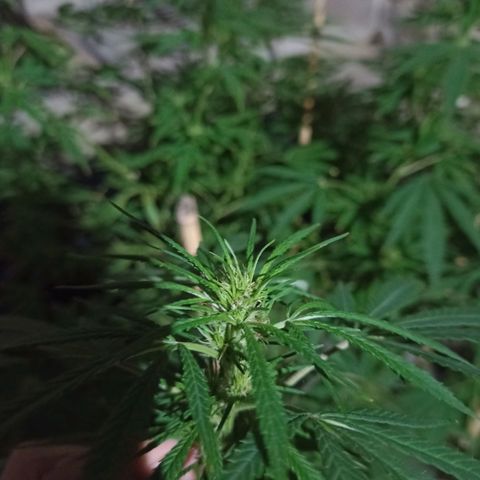 007 growlog timeline photo