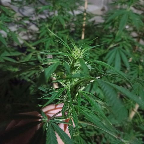 007 growlog timeline photo