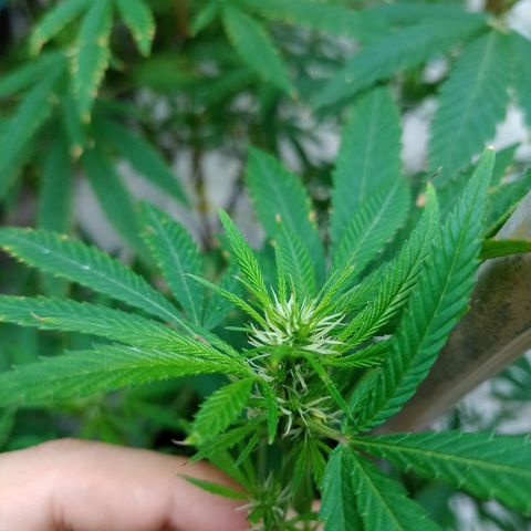 007 growlog timeline photo