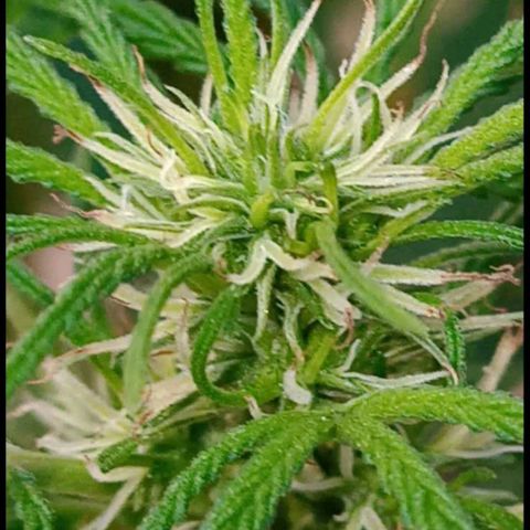 007 growlog timeline photo