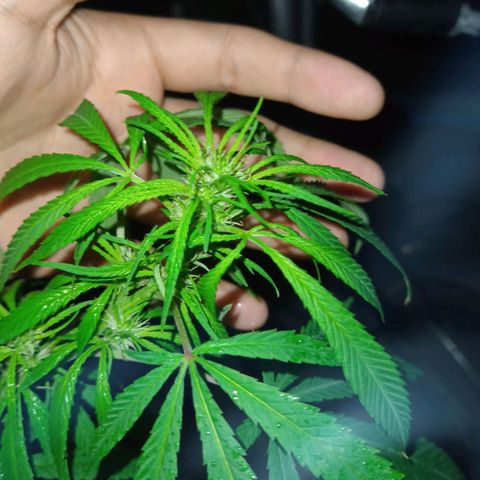 007 growlog timeline photo
