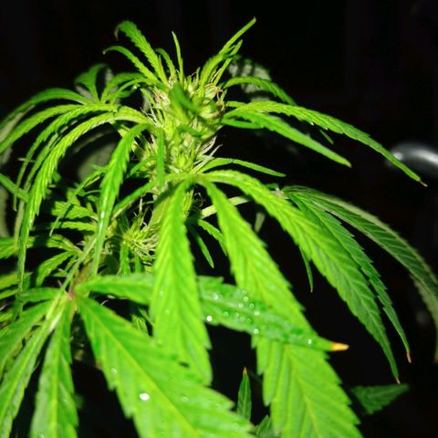 007 growlog timeline photo
