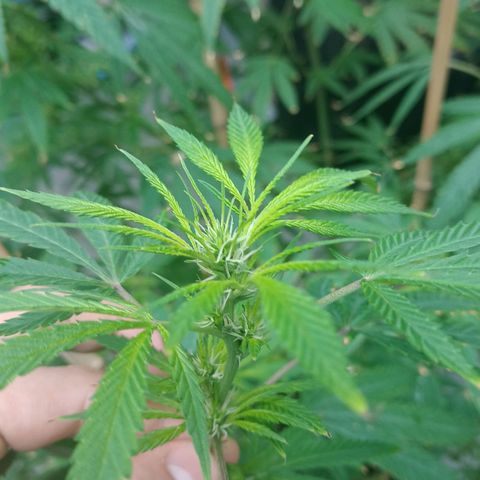 007 growlog timeline photo