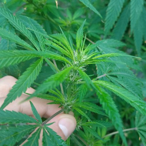 007 growlog timeline photo
