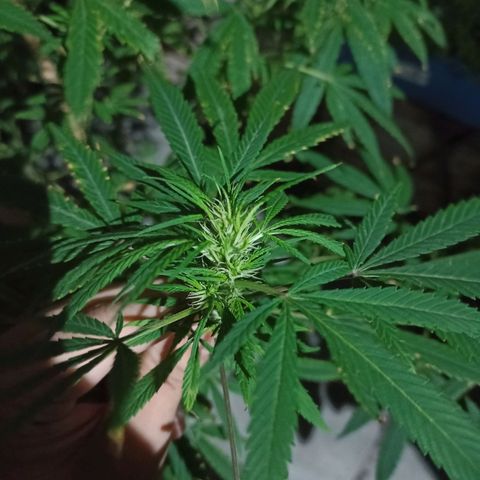 007 growlog timeline photo