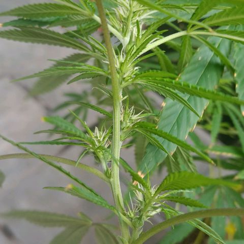 007 growlog timeline photo