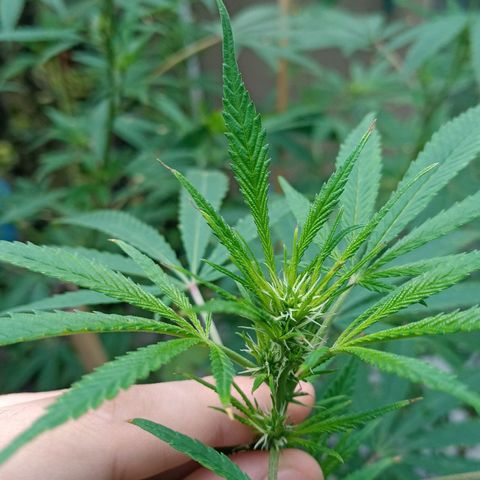 007 growlog timeline photo