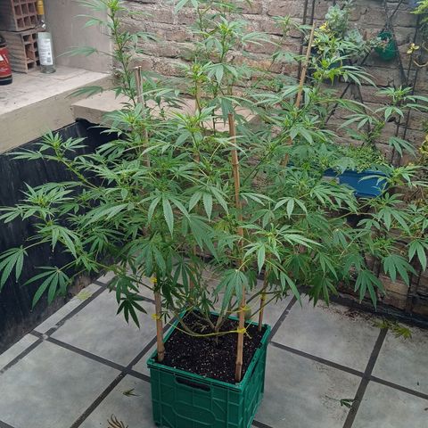 007 growlog timeline photo