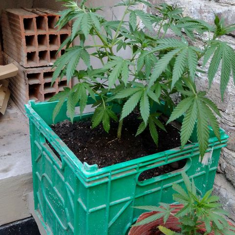 007 growlog timeline photo