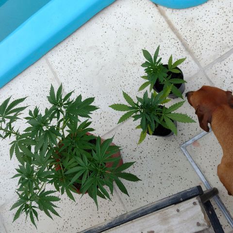 007 growlog timeline photo