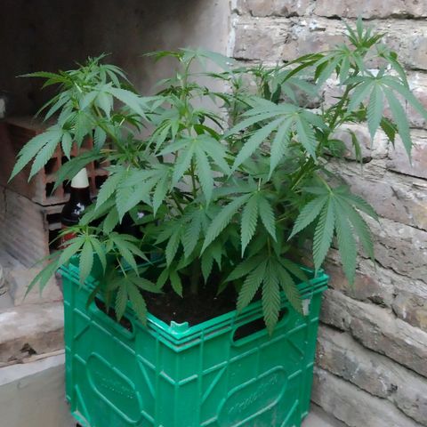 007 growlog timeline photo