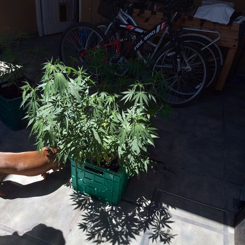 007 growlog timeline photo