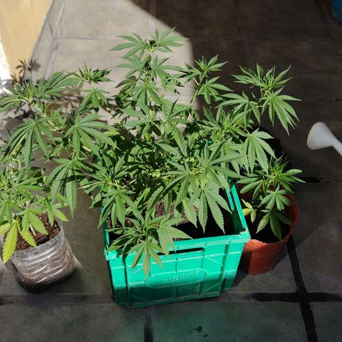 007 growlog timeline photo
