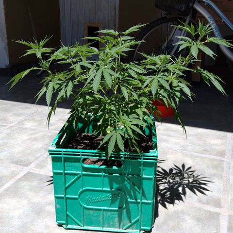 007 growlog timeline photo