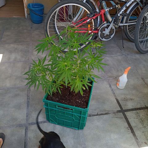 007 growlog timeline photo
