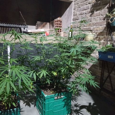 007 growlog timeline photo