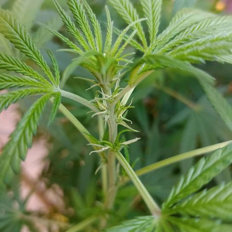 007 growlog timeline photo