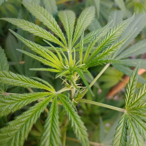 007 growlog timeline photo
