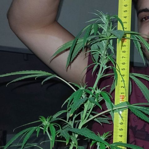 007 growlog timeline photo