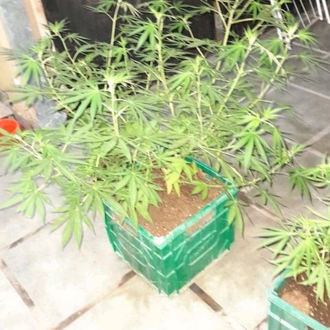 007 growlog timeline photo