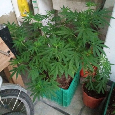 007 growlog timeline photo