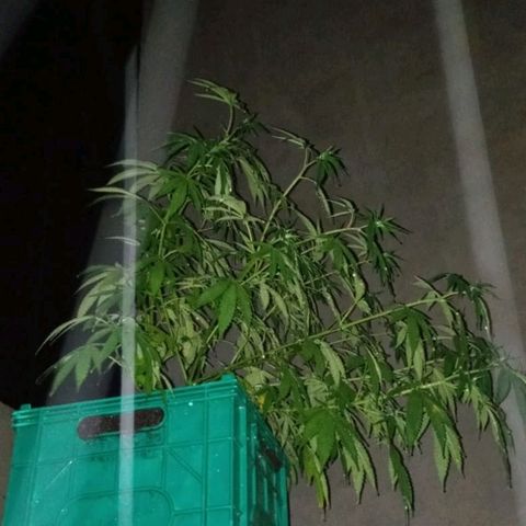 007 growlog timeline photo