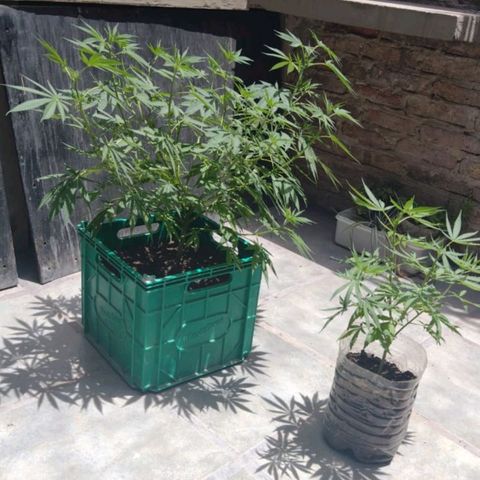 007 growlog timeline photo
