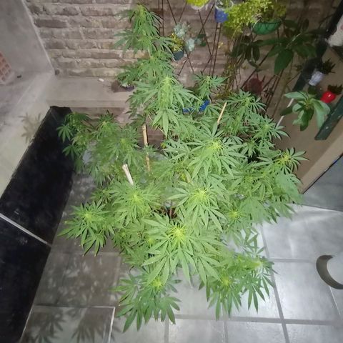 007 growlog timeline photo