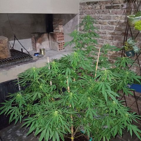 007 growlog timeline photo